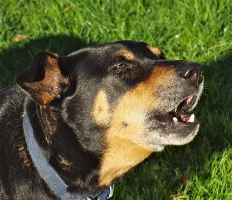 Dog of the Day: Sable the Australian Kelpie Mix | The Dogs of San Francisco