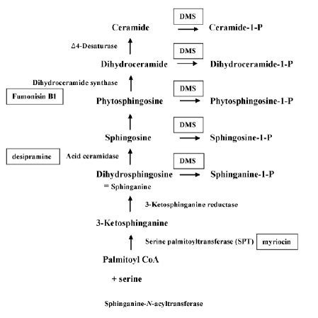 Schematic representation of sphingolipid biosynthesis in plants. Some ...