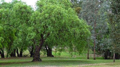 MAP: MELBOURNE STREET TREES 107 - PEPPER TREE