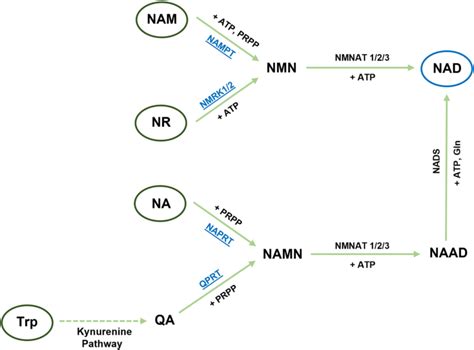 Metabolic pathways of NAD biosynthesis in mammals. The main precursors ...