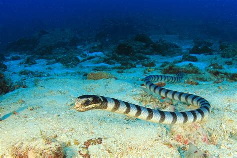 The Top Destinations to Dive With Sea Snakes