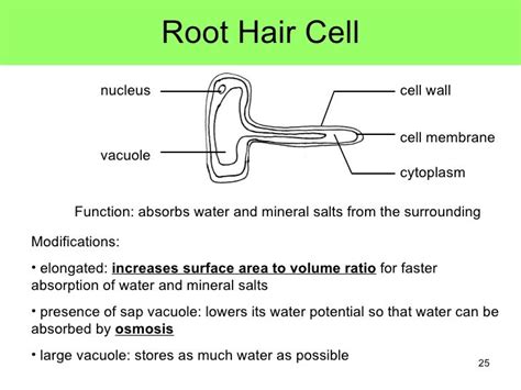 Cell Structure and Organisation