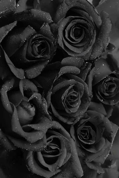 Pin by ESRARENGİZ🌹 on Güllerim | Rose wallpaper, Black roses wallpaper ...