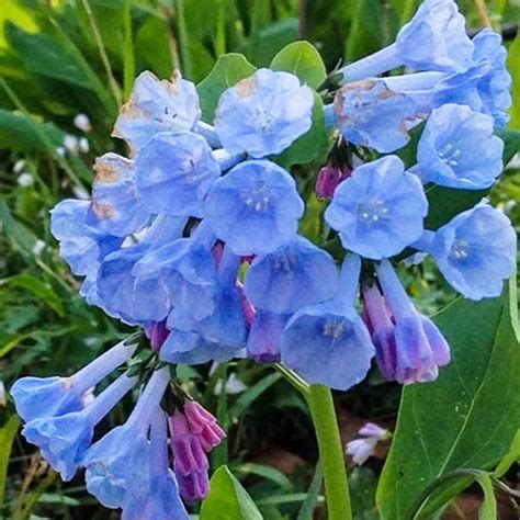 Amazon.com : QAUZUY GARDEN 200 Virginia Bluebells Seeds Virginia ...