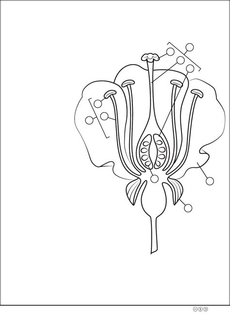 Flower Anatomy Activity together with Flower Anatomy Worksheet Key ...