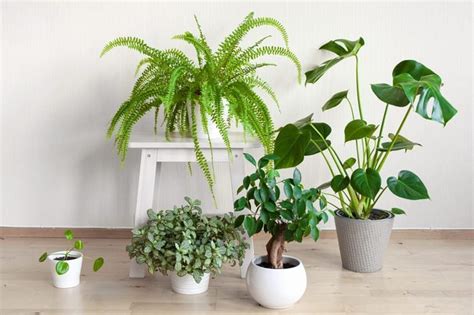 Indoor Plants For Low Light Conditions | Shelly Lighting