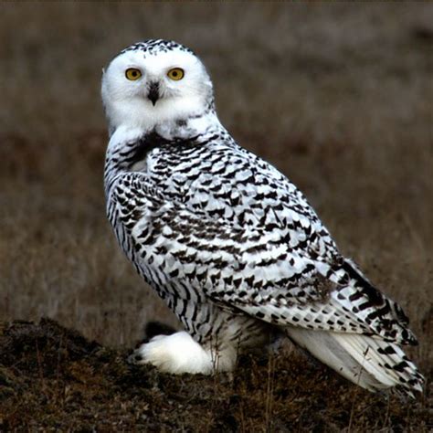 Everything You Wanted to Know About the Snowy Owl - HubPages