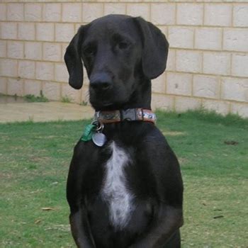 Spanador Breed Information, Characteristics & Heath Problems | DogZone.com