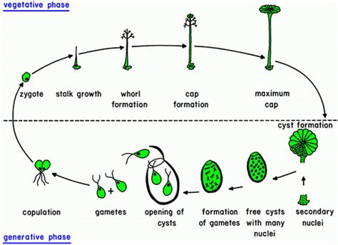 9.3 Algae Growth and Reaction Conditions | EGEE 439: Alternative Fuels ...