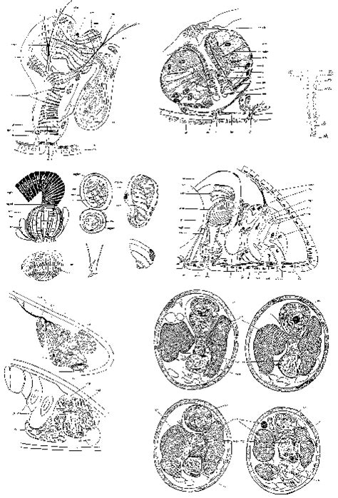 WoRMS - World Register of Marine Species