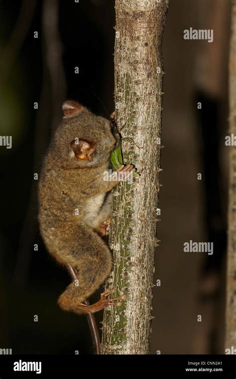 Tarsier feeding hi-res stock photography and images - Alamy