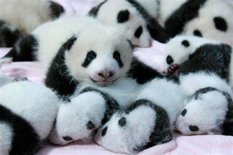 Panda “Daycare” Exists And Is Most Adorable Place On Earth | Bored Panda