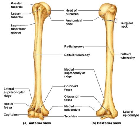 Depression Anatomy - Anatomy Book