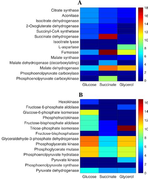 Flux balance analysis of TCA cycle and anaplerotic reactions of the TCA ...