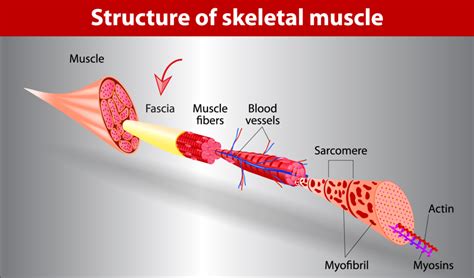 What is Fascia & Why Should You Care?