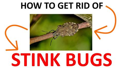 How to Get Rid of Stink Bugs Naturally (DIY Remedies) - 2022 | BugWiz