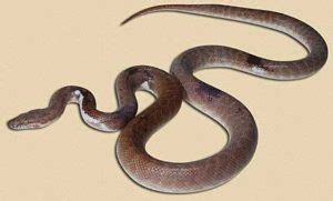 10 Children's Python Morphs (With Pictures) - ReptileHow.com