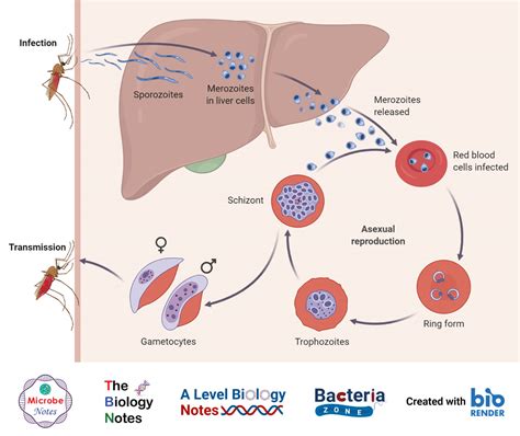 Plasmodium vivax- Life Cycle in Man and in Mosquito (2023)