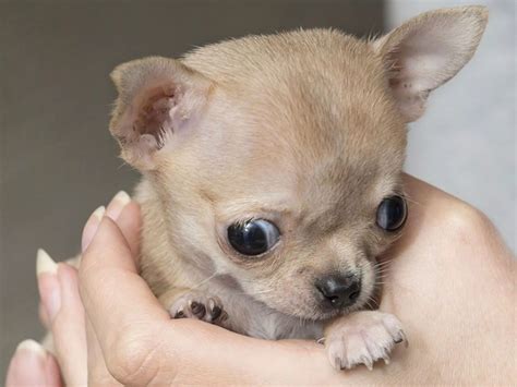 Toudi, the world's smallest chihuahua - Mirror Online