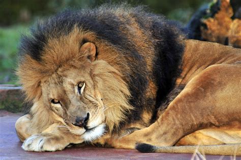 big, Cats, Lions, Glance, Animals, Lion, Predator Wallpapers HD ...