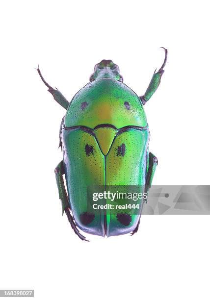 2,427 Beetle Wings Stock Photos, High-Res Pictures, and Images - Getty ...