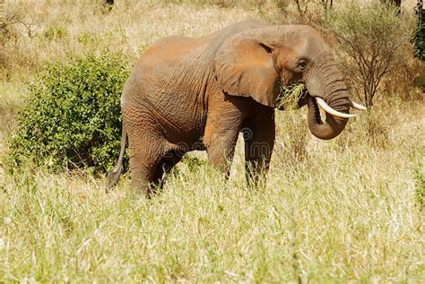 Elephant eating grass stock photo. Image of african, mammals - 39671416