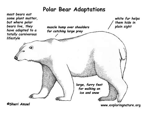 Adaptations Of Animals For Kids