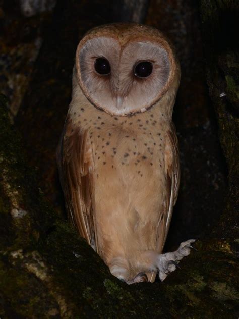 Madagascar Red Owl (Tyto soumagnei) by Alan Van Norman | Owl, Red owl ...