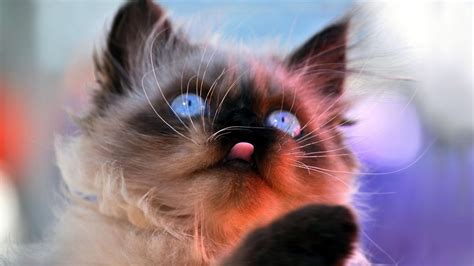 Blue Eyes Cat HD desktop wallpaper : Widescreen : High Definition ...