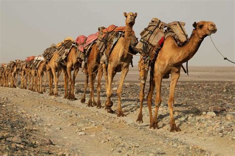 20 Most Interesting Camel Facts With Photos - Answers Africa