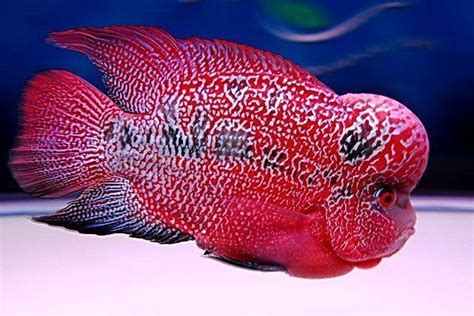 Flowerhorn cichlid - Alchetron, The Free Social Encyclopedia