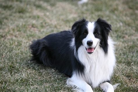 15 Best Farm Dog Breeds for Life on a Ranch (With Pictures) | Pet Keen