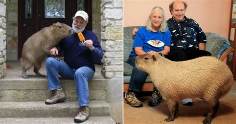 Capybara Size Comparison