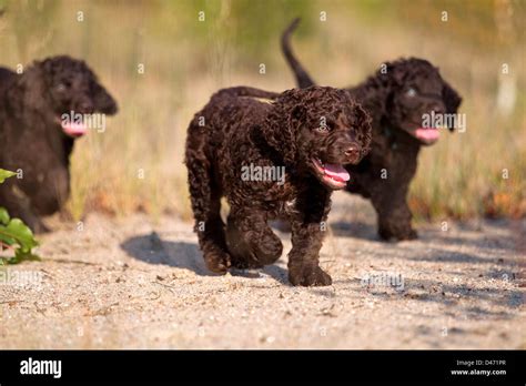 Irish Water Spaniel. Three puppies walking on sand Stock Photo - Alamy