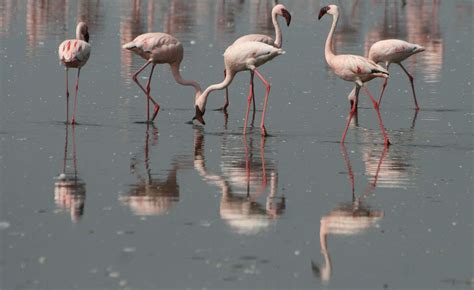 19_Flamingos-Lake-Nakuru - Kidderminster Camera Club