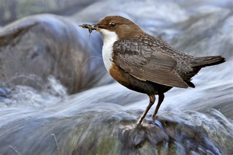 On the lookout for dippers | Scottish Wildlife Trust