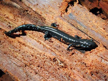 Blue-spotted Salamander - Ambystoma laterale - NatureWorks