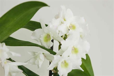 Dendrobium Orchid Care & Growing Guide