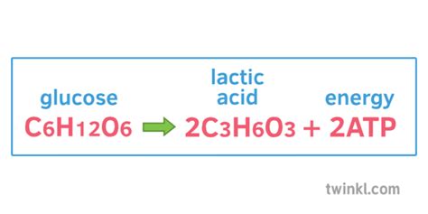 Anaerobic Respiration Equation Illustration - Twinkl