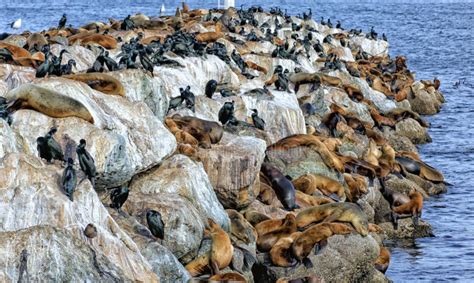 Sea Lions and Breeding Brandt S Cormorants Share Space Stock Photo ...