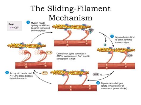 Define Sliding Filament Theory Of Muscle Contraction From