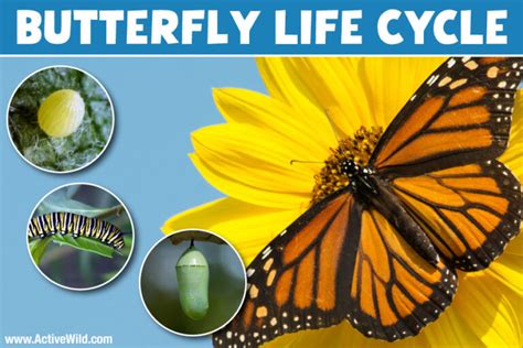 Butterfly Life Cycle Explained With Pictures & Facts On All 4 Stages