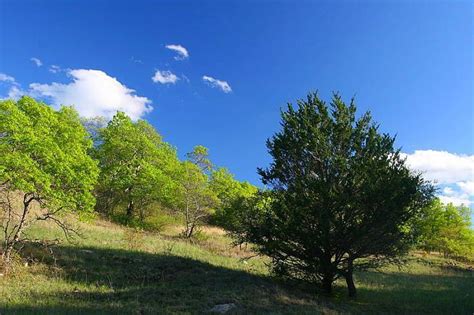 LBJ National Grasslands