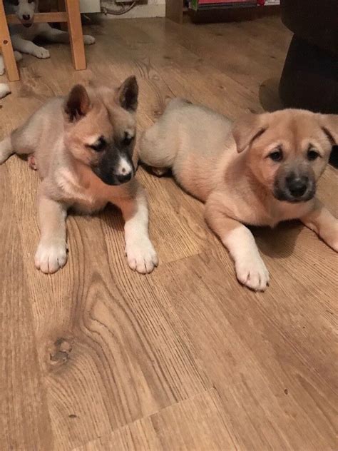 Akita x husky puppies for sale | in Spalding, Lincolnshire | Gumtree