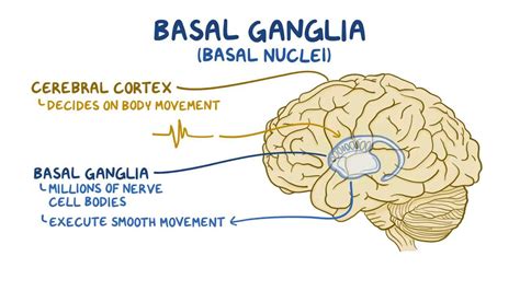 Basal Ganglia Pathway