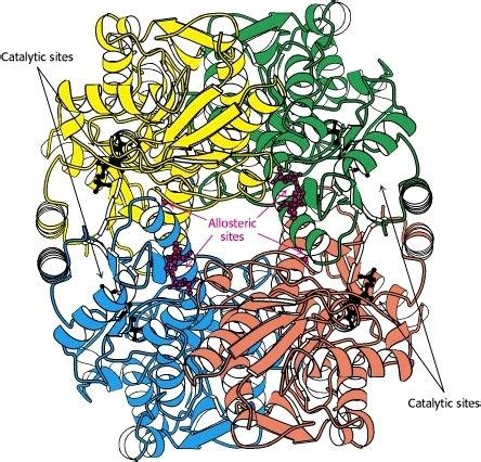 Phosphofructokinase 1 - Alchetron, The Free Social Encyclopedia