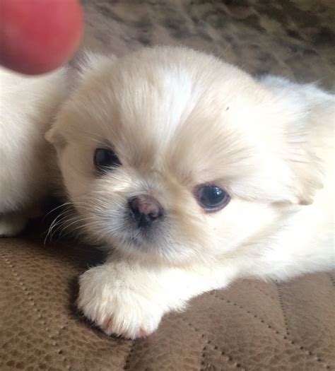 Pekingese Puppies For Sale | Dallas, TX #326466 | Petzlover