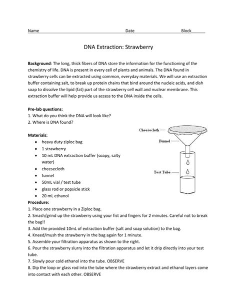 Strawberry Dna Extraction Lab Worksheet – Imsyaf.com