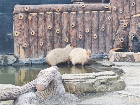 Klinsman Hinjaya on Twitter: "Capybaras at Lembang Park & Zoo, Bandung ...