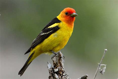 Western Tanager - Piranga ludoviciana - NatureWorks